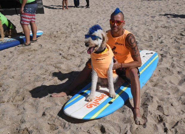 City Surf Dog 2