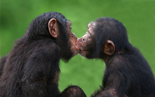 20 Pasang hewan 'berciuman' ini tunjukkan kasih sayang di alam liar