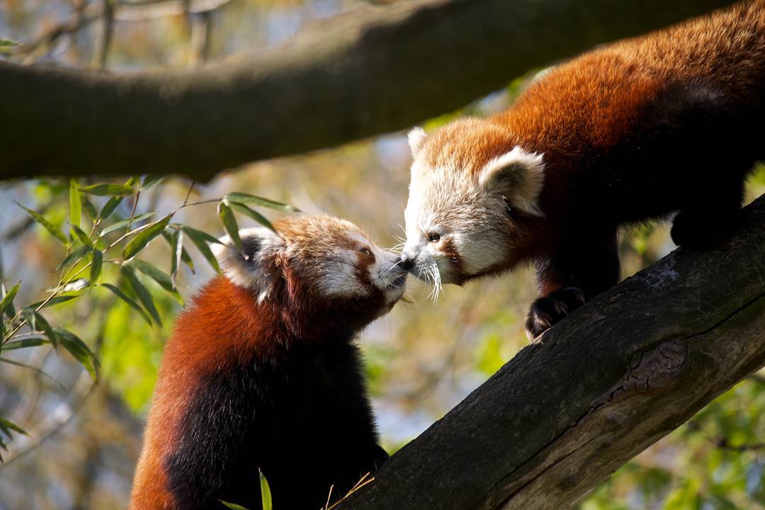 20 Pasang hewan 'berciuman' ini tunjukkan kasih sayang di alam liar