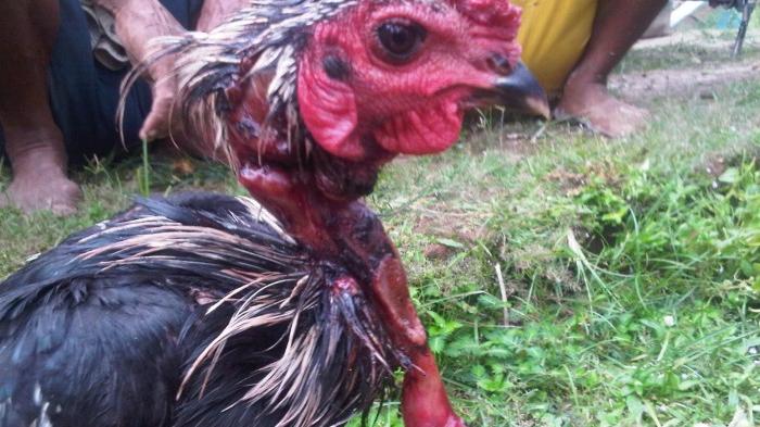 Kisah 7 ayam yang tetap bertahan hidup meski telah disembelih
