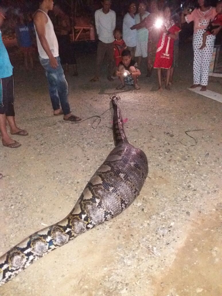 Warga geger temukan ular piton berperut besar, isinya bikin melongo