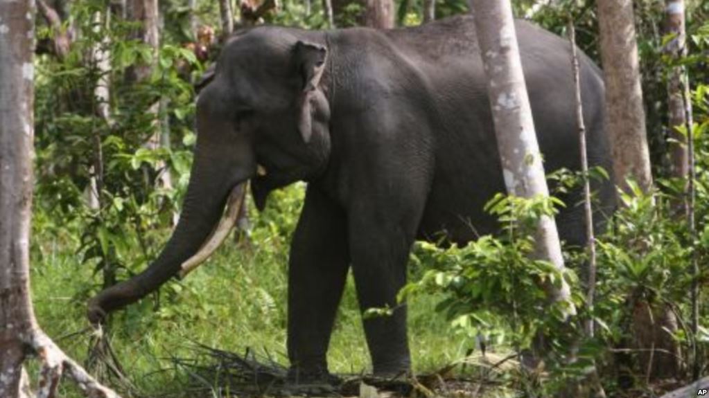 Kelaparan, gajah-gajah di Riau makan beras dan garam di dapur warga