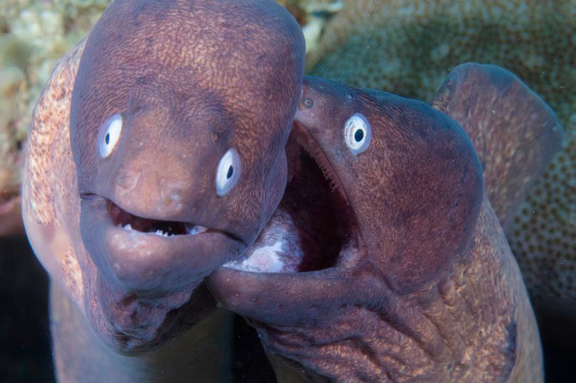 8 Potret perilaku aneh makhluk hidup bawah laut ini bikin takjub