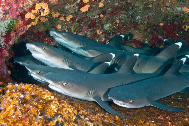 8 Potret perilaku aneh makhluk hidup bawah laut ini bikin takjub