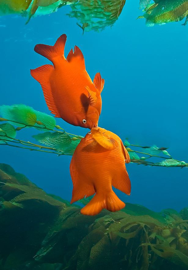 8 Potret perilaku aneh makhluk hidup bawah laut ini bikin takjub