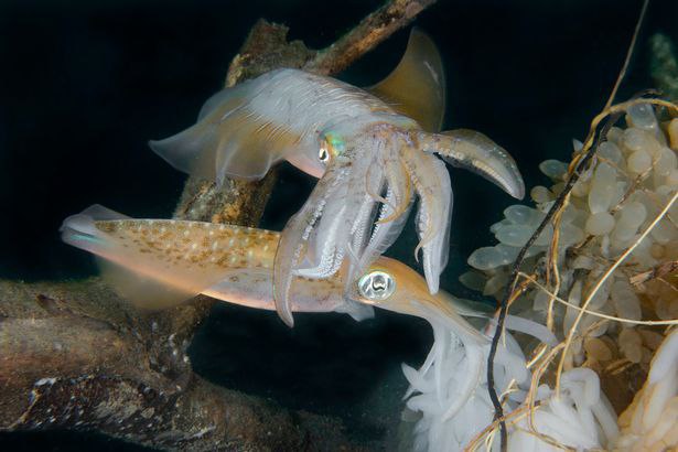 8 Potret perilaku aneh makhluk hidup bawah laut ini bikin takjub