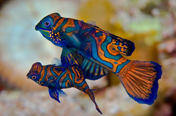 8 Potret perilaku aneh makhluk hidup bawah laut ini bikin takjub