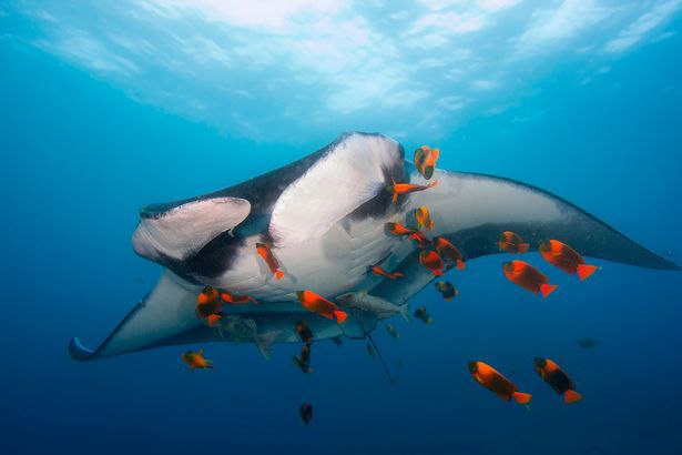 8 Potret perilaku aneh makhluk hidup bawah laut ini bikin takjub