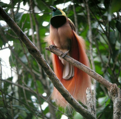 10 Burung Dari Surga Ini Unik Cantik Banyak Dari Indones