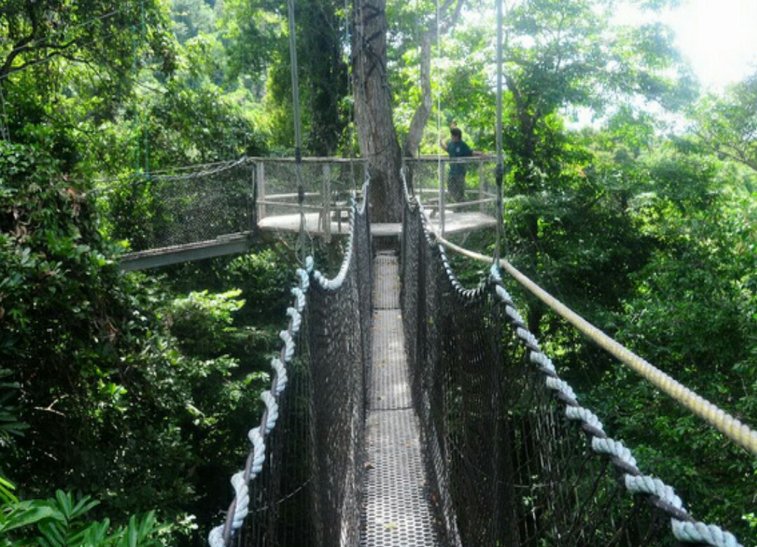 10 Jembatan gantung pohon menakjubkan di dunia, ada dari Indonesia
