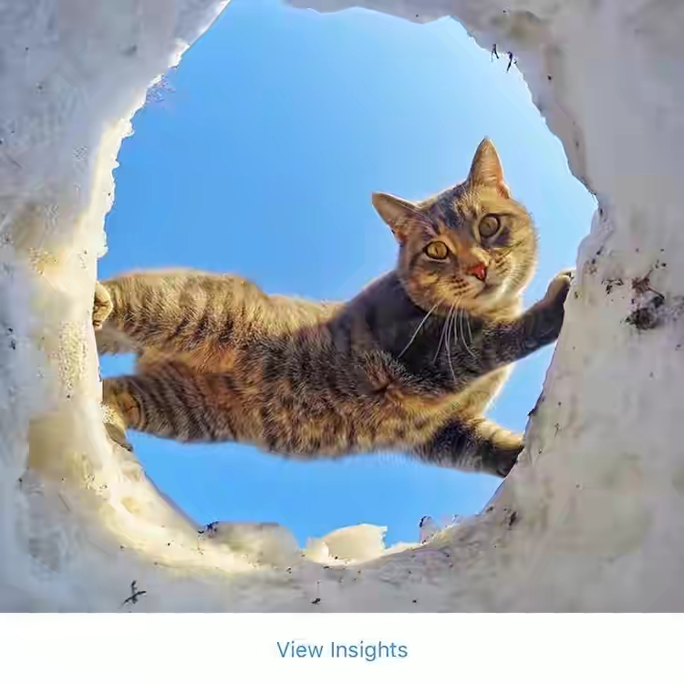 10 Potret Manny, si kucing unik yang hobi selfie