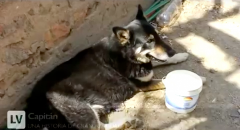 Anjing ini setia menunggu di kuburan pemiliknya hingga 11 tahun