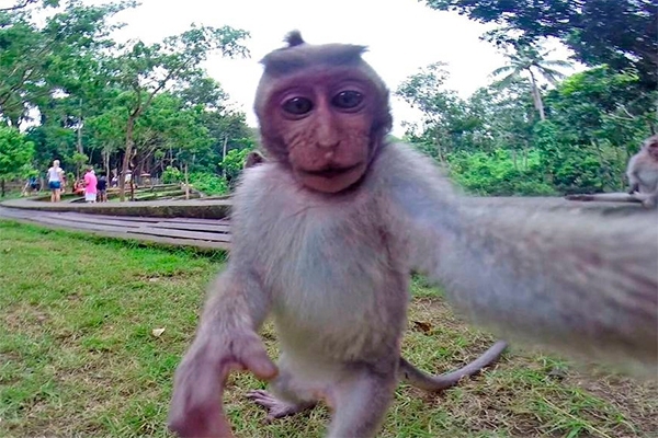 monyet selfie