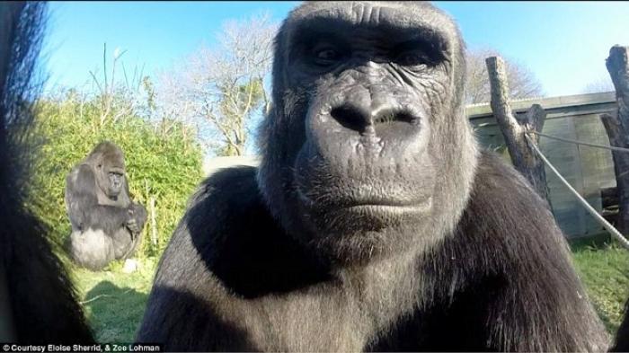 gorila foto selfie