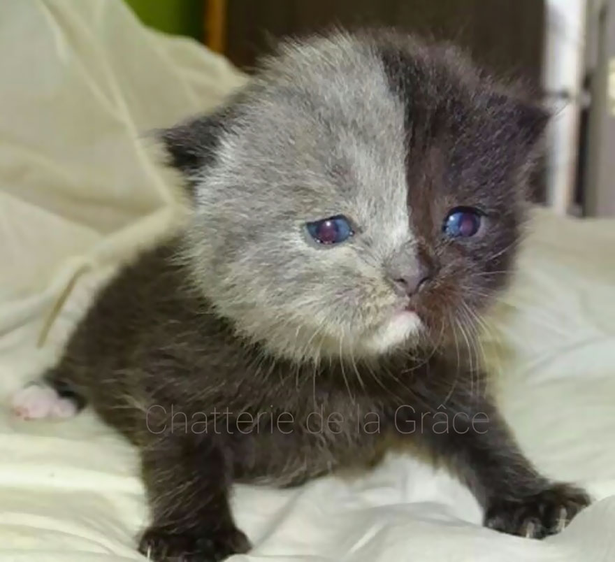 Unik banget, kucing ini lahir dengan 'dua wajah'