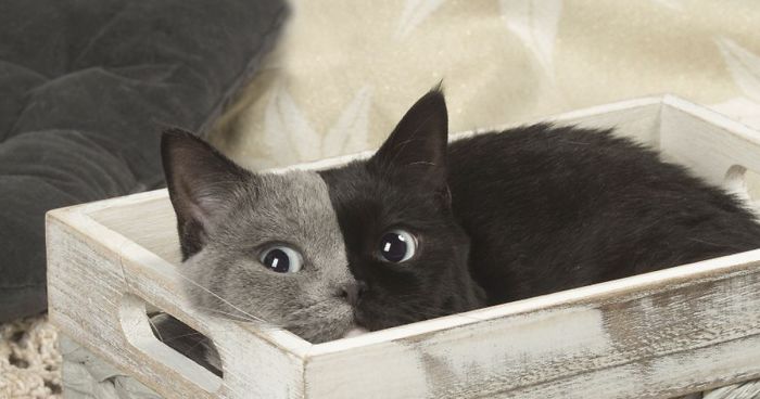Unik banget, kucing ini lahir dengan 'dua wajah'