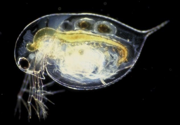 10 Hewan Ini Mampu Bereproduksi Tanpa Hubungan Badan