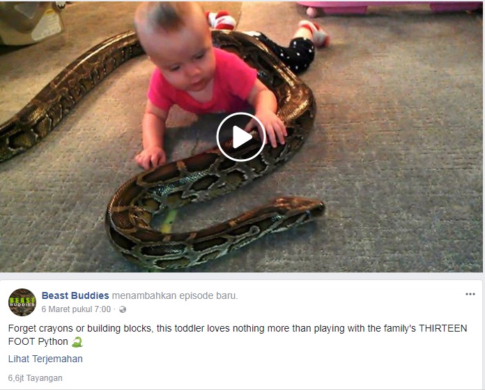 Viral, bayi ini senyum-senyum bermain dengan ular piton