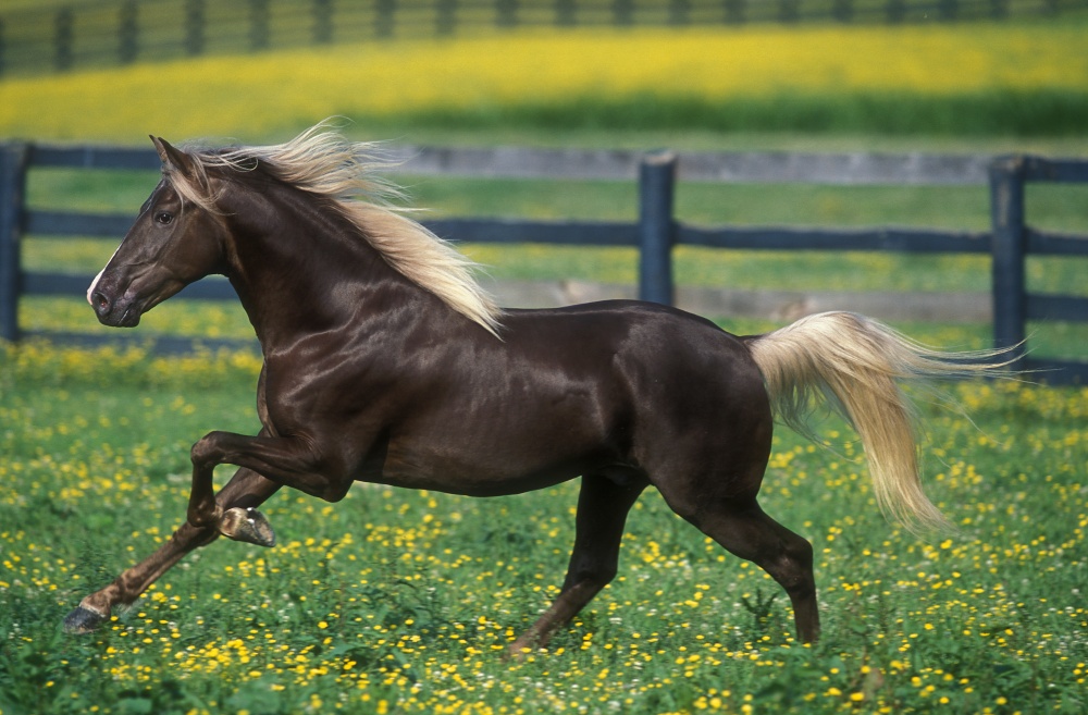 15 Kuda langka yang penampakannya mengagumkan