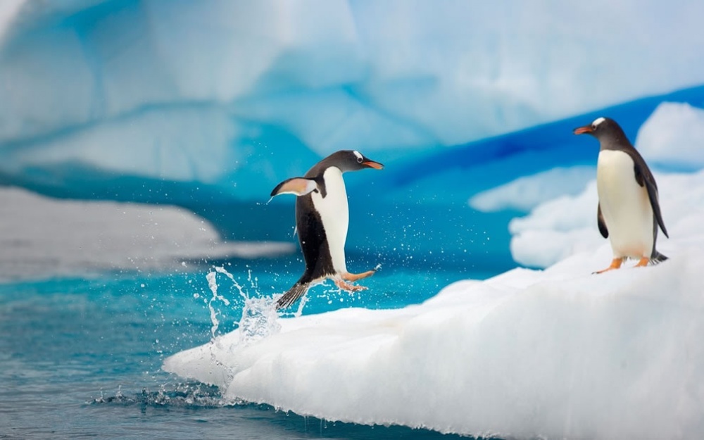 21 Potret kehidupan penguin di alam bebas ini bikin takjub