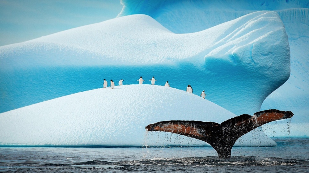 21 Potret kehidupan penguin di alam bebas ini bikin takjub