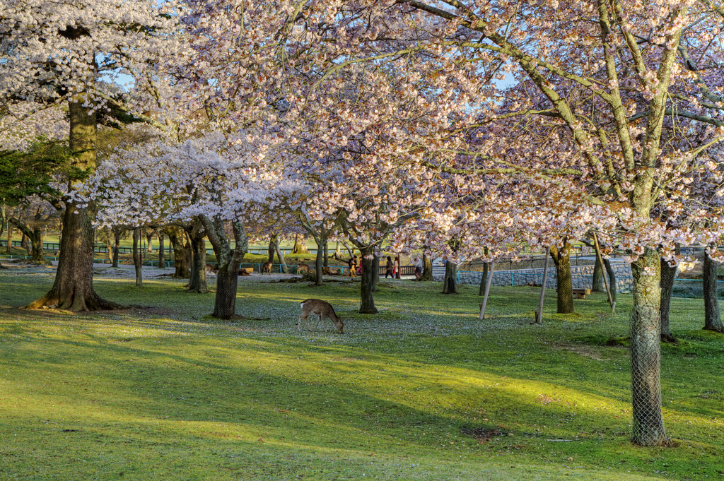 7 Spot untuk menikmati Sakura di Jepang. Cantik banget!
