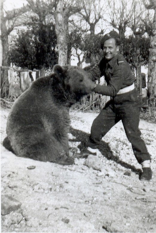 Wojtek, beruang cokelat Suriah yang jadi pahlawan Perang Dunia II