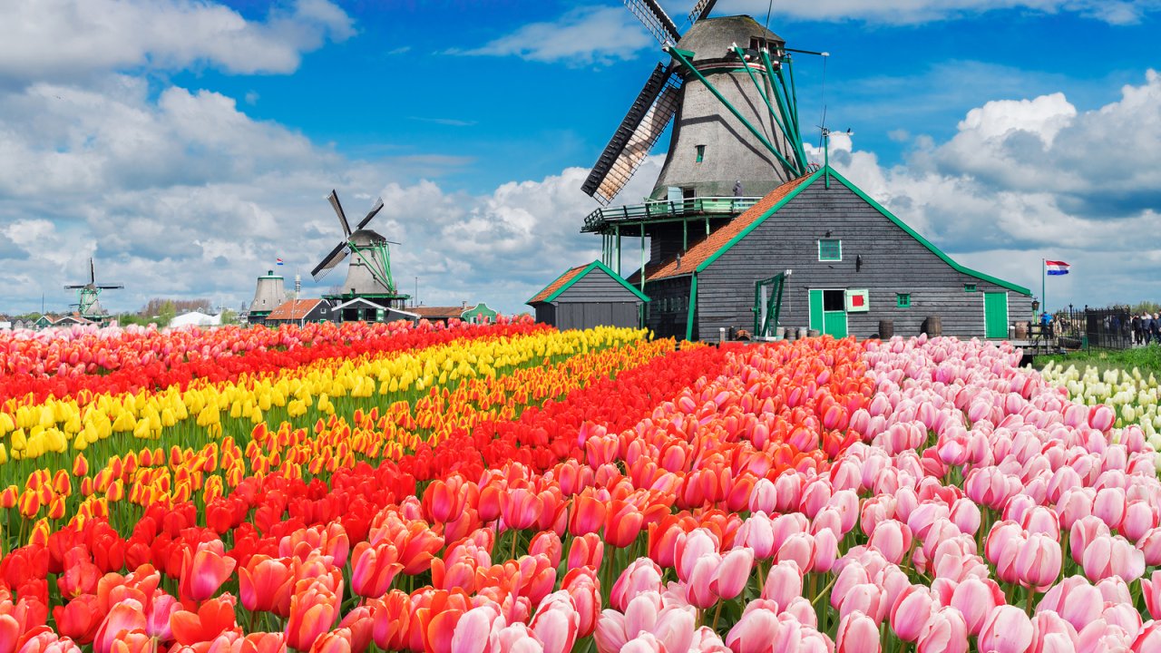 6 Lokasi untuk menikmati tulip di Belanda saat musim semi, piknik yuk!