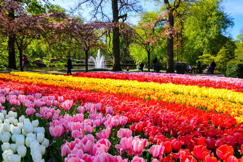 6 Lokasi untuk menikmati tulip di Belanda saat musim semi, piknik yuk!