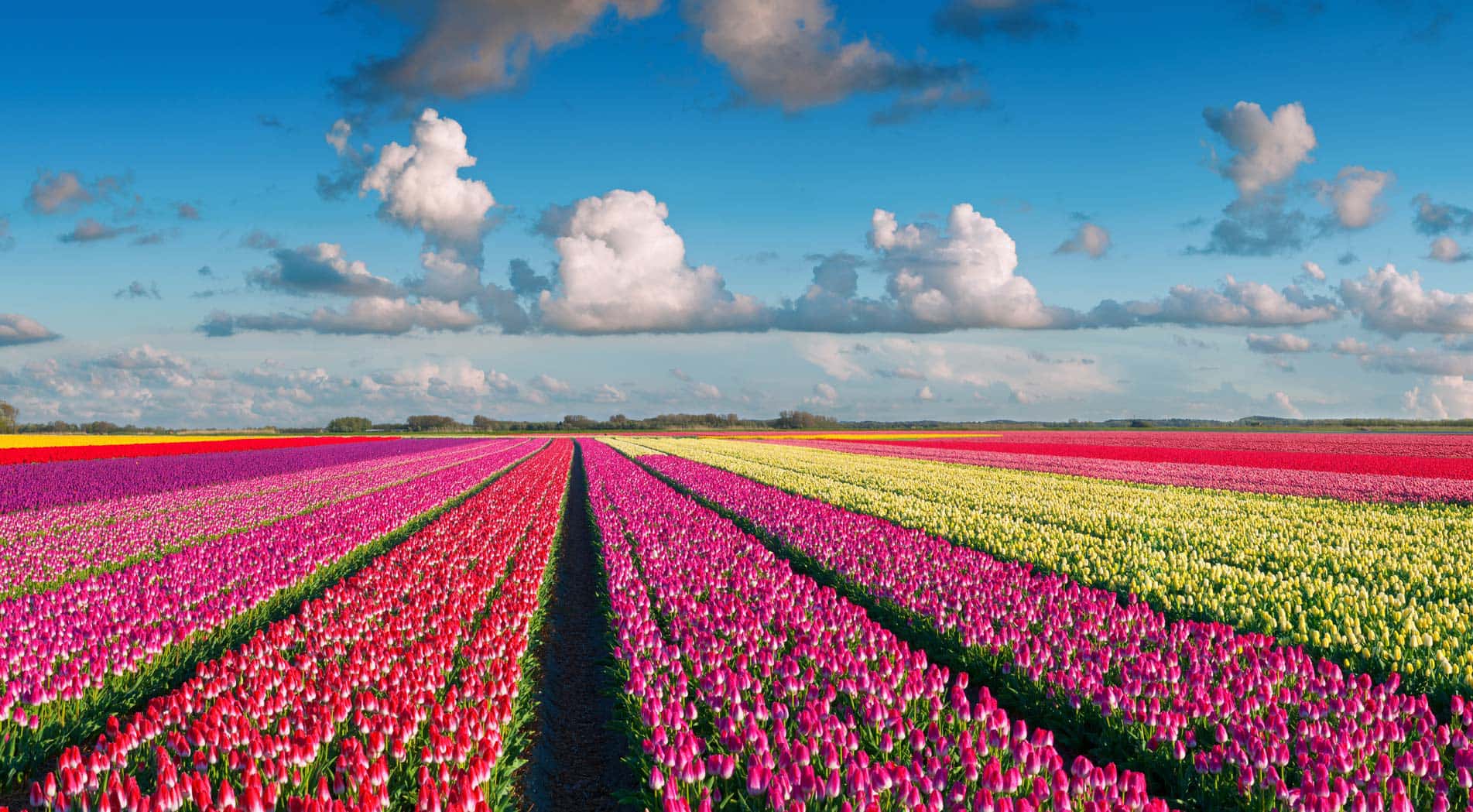 6 Lokasi untuk menikmati tulip di Belanda saat musim semi, piknik yuk!