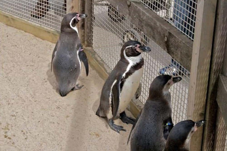 Penguin