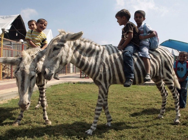Zebra kurus