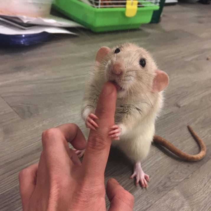 Mata yang lucu