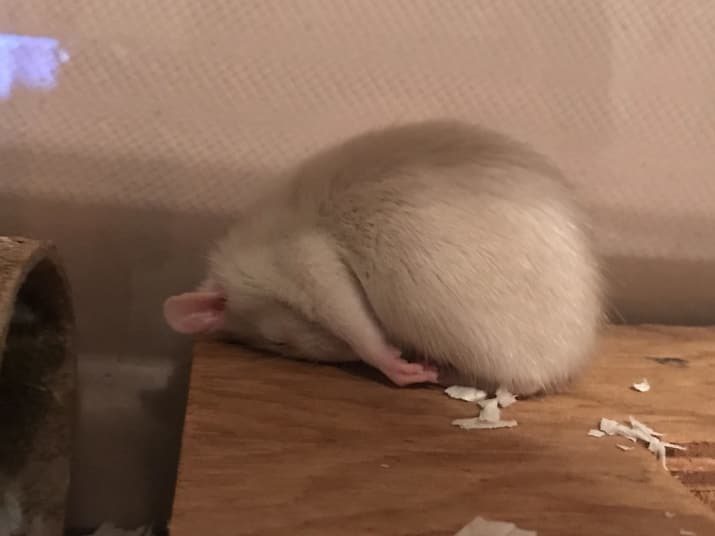 Tidur alami