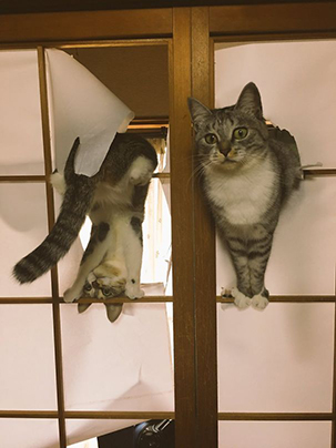 10 Potret tunjukkan tingkah konyol kucing, bikin senyum-senyum sendiri