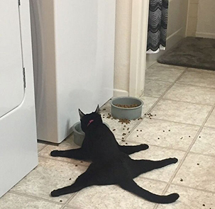 10 Potret tunjukkan tingkah konyol kucing, bikin senyum-senyum sendiri