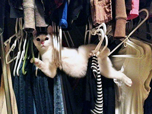 10 Potret tunjukkan tingkah konyol kucing, bikin senyum-senyum sendiri