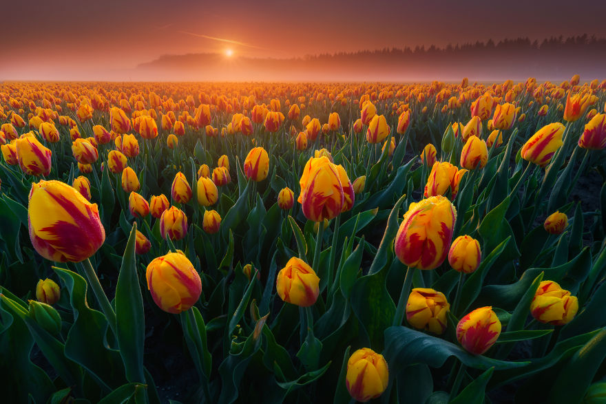 9 Potret keindahan tulip di subuh hari, bikin pengen segera ke sana