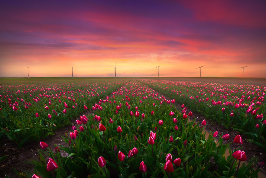 9 Potret keindahan tulip di subuh hari, bikin pengen segera ke sana