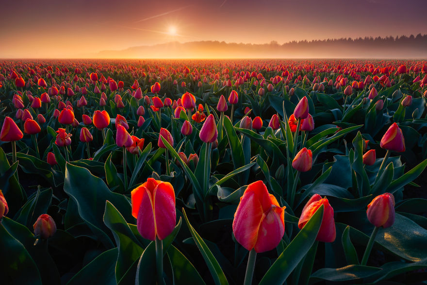 9 Potret keindahan tulip di subuh hari, bikin pengen segera ke sana