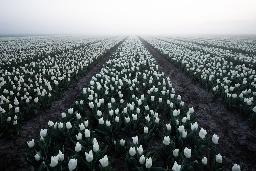 9 Potret keindahan tulip di subuh hari, bikin pengen segera ke sana