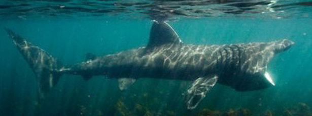 5 Ikan hiu terbesar yang hidup di bumi, ada yang sebesar bis