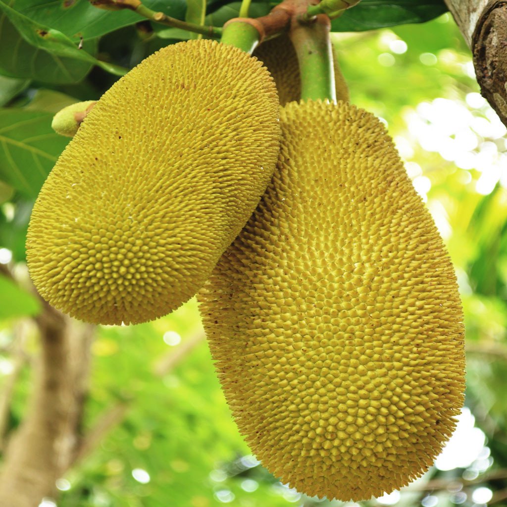 source : chas organic