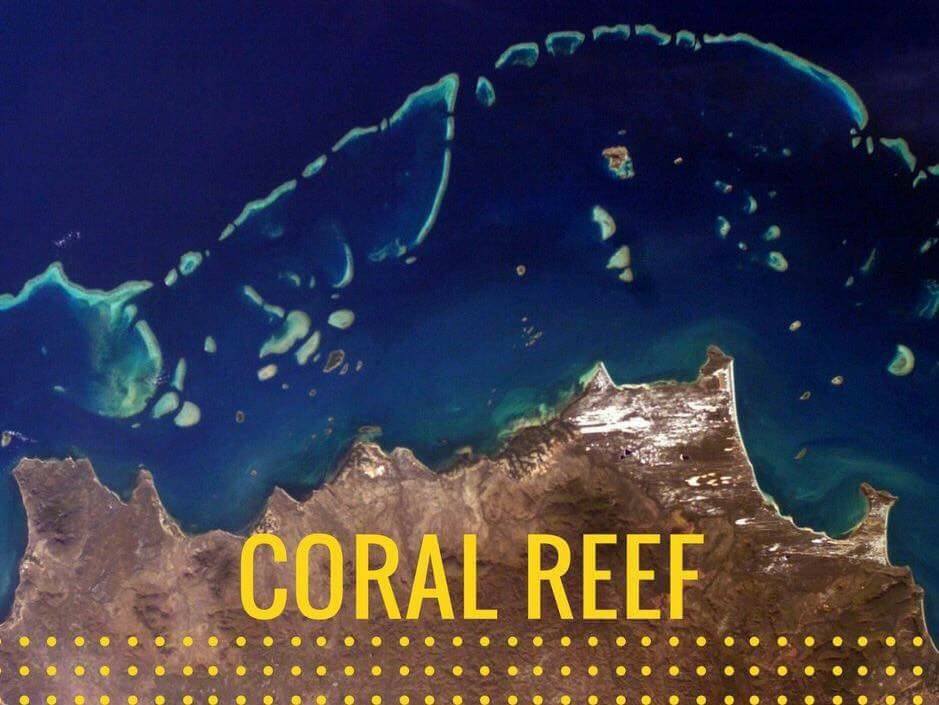 Coral reef