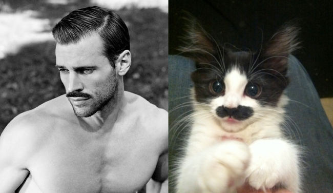 pose model vs kucing