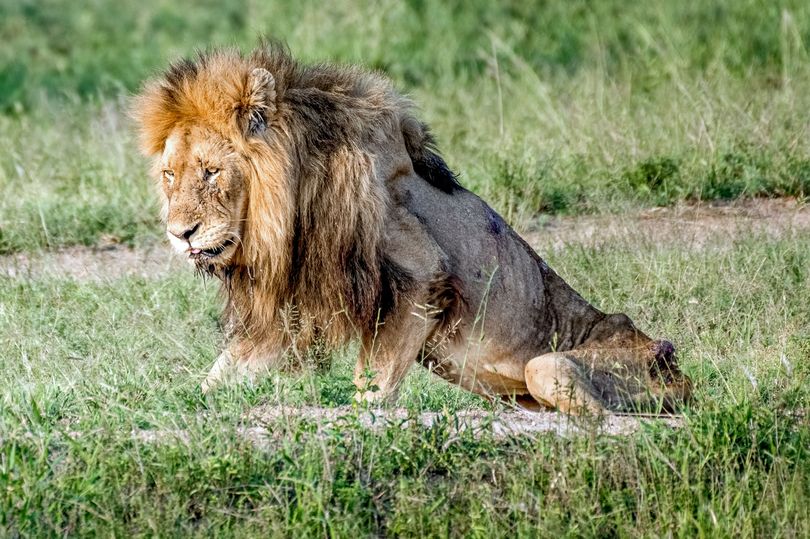 Potret memilukan singa  kelaparan  yang viral di medsos 