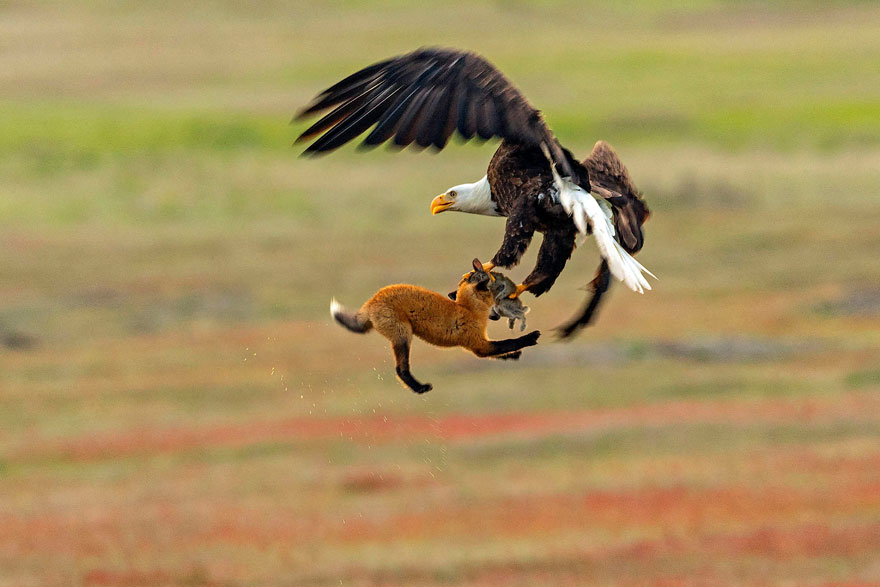 Fotografer ini sukses jepret momen dramatis pertarungan elang vs rubah