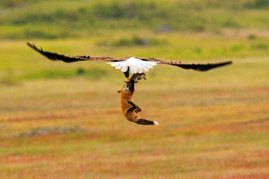 Fotografer ini sukses jepret momen dramatis pertarungan elang vs rubah