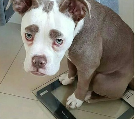 Madame Eyebrows Anjing Sedih Saingan Grumpty Cat Yang Viral