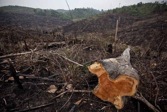 Kerusakan Hutan